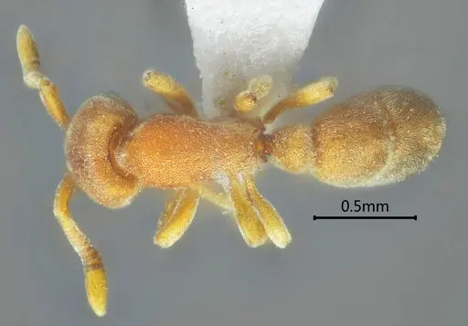 Proceratium zhaoi specimen ANTWEB1060498 image antweb1060498_1