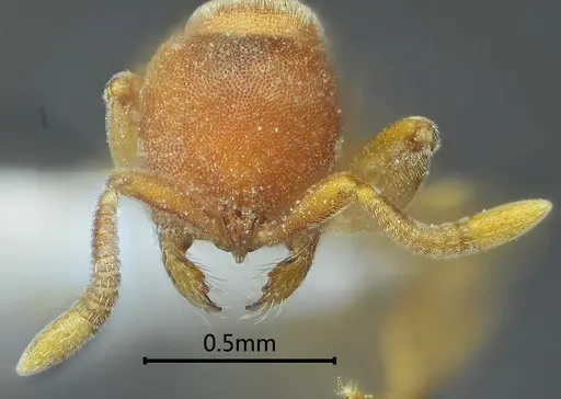 Proceratium zhaoi specimen ANTWEB1060498 image antweb1060498_2