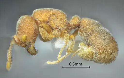 Proceratium zhaoi specimen ANTWEB1060498 image antweb1060498_3