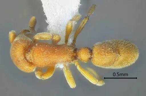 Proceratium zhaoi specimen ANTWEB1060499 image antweb1060499_1