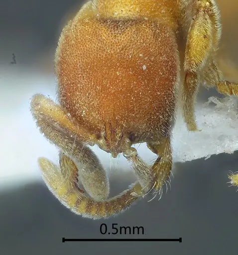 Proceratium zhaoi specimen ANTWEB1060499 image antweb1060499_2