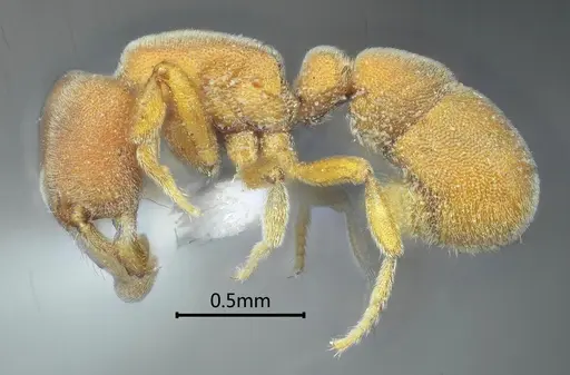 Proceratium zhaoi specimen ANTWEB1060499 image antweb1060499_3