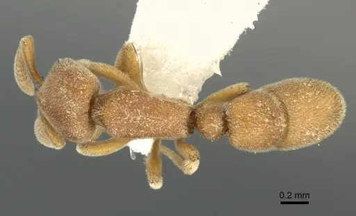 Proceratium zhaoi specimen CASENT0235334 image casent0235334_1