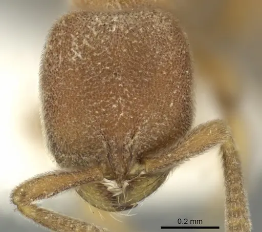 Proceratium zhaoi specimen CASENT0235334 image casent0235334_2