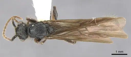Procryptocerus adlerzi specimen CASENT0903654 image casent0903654_1