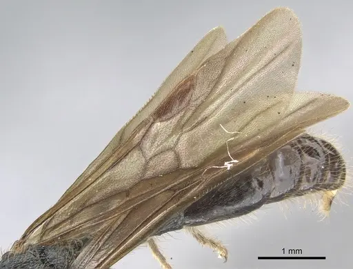 Procryptocerus adlerzi specimen CASENT0903654 image casent0903654_4