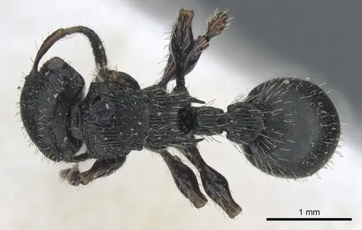 Procryptocerus adlerzi specimen CASENT0904892 image casent0904892_1