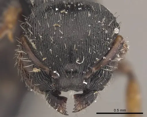 Procryptocerus adlerzi specimen CASENT0919589 image casent0919589_2