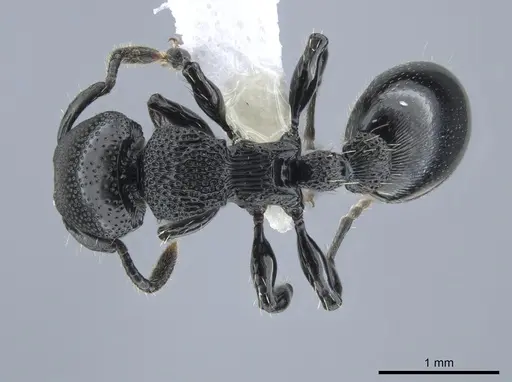 Procryptocerus attenuatus specimen CASENT0631476 image casent0631476_1