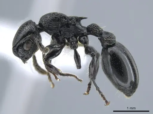 Procryptocerus attenuatus specimen CASENT0631476 image casent0631476_3