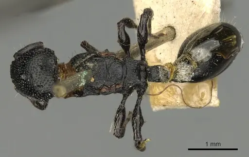 Procryptocerus attenuatus specimen CASENT0900224 image casent0900224_1