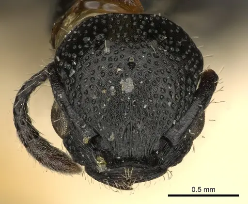 Procryptocerus attenuatus specimen CASENT0900224 image casent0900224_2