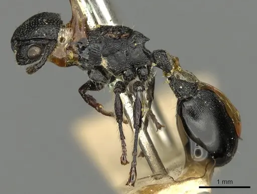Procryptocerus attenuatus specimen CASENT0900224 image casent0900224_3
