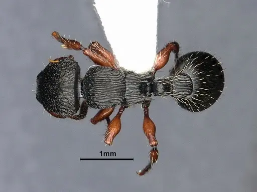 Procryptocerus balzani specimen CASENT0884225 image casent0884225_1