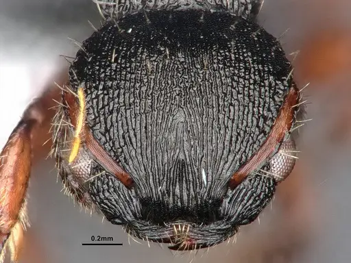 Procryptocerus balzani specimen CASENT0884225 image casent0884225_2