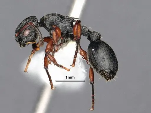 Procryptocerus balzani specimen CASENT0884225 image casent0884225_3
