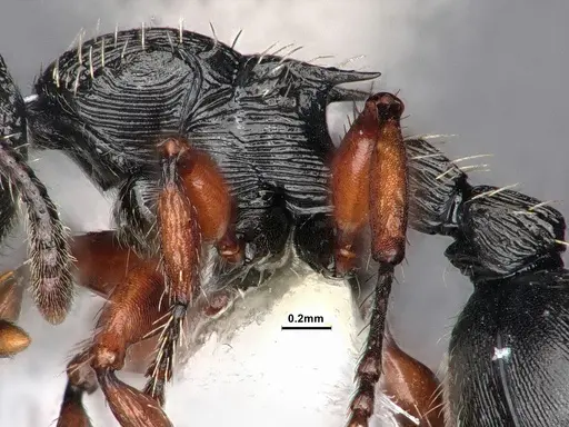 Procryptocerus balzani specimen CASENT0884225 image casent0884225_4