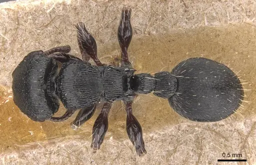 Procryptocerus balzani specimen CASENT0905780 image casent0905780_1