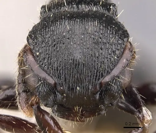 Procryptocerus balzani specimen CASENT0905780 image casent0905780_2