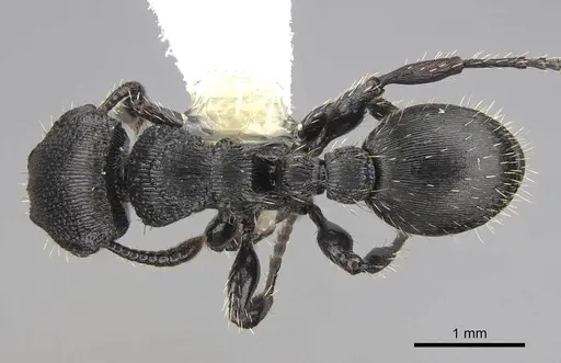 Procryptocerus balzani specimen CASENT0922616 image casent0922616_1