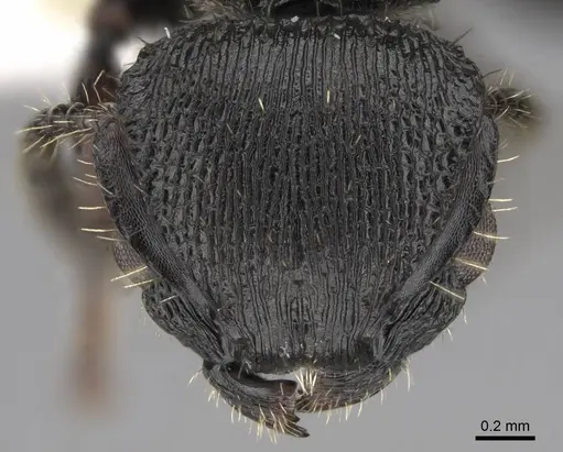 Procryptocerus balzani specimen CASENT0922616 image casent0922616_2