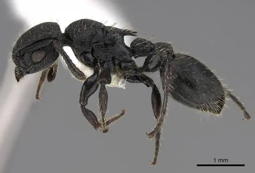 Procryptocerus balzani specimen CASENT0922616 image casent0922616_3