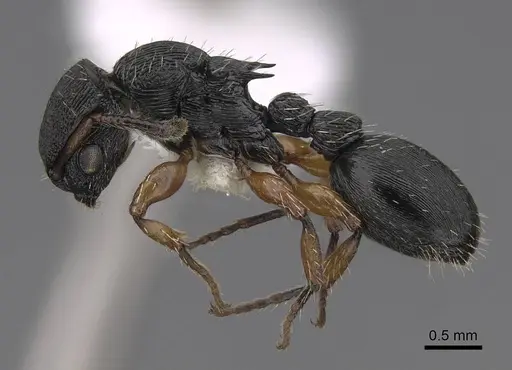 Procryptocerus balzani specimen CASENT0922626 image casent0922626_3