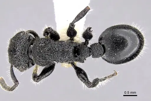 Procryptocerus batesi specimen CASENT0280784 image casent0280784_1
