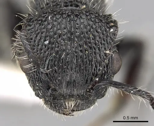 Procryptocerus batesi specimen CASENT0280784 image casent0280784_2