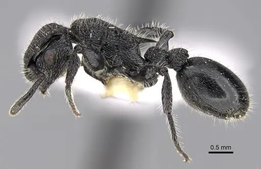 Procryptocerus batesi specimen CASENT0280784 image casent0280784_3