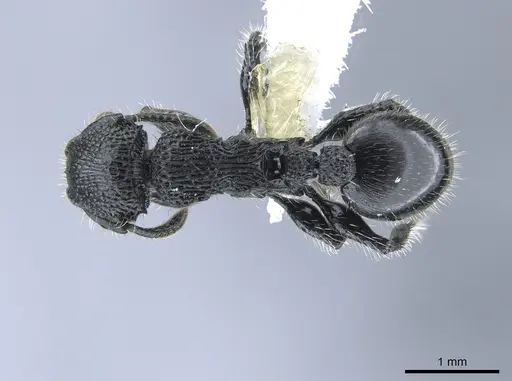Procryptocerus batesi specimen CASENT0648477 image casent0648477_1