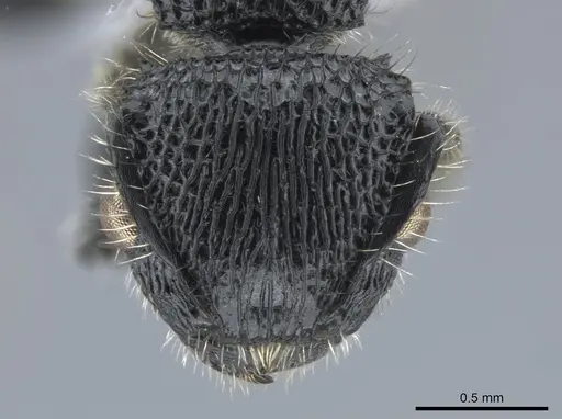 Procryptocerus batesi specimen CASENT0648477 image casent0648477_2
