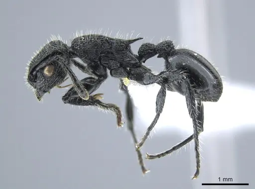 Procryptocerus batesi specimen CASENT0648477 image casent0648477_3