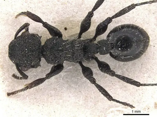 Procryptocerus batesi specimen CASENT0909242 image casent0909242_1