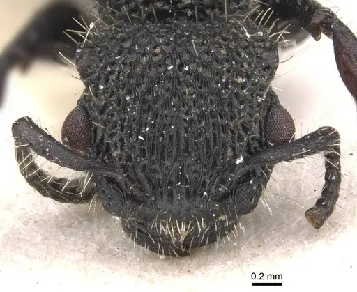 Procryptocerus batesi specimen CASENT0909242 image casent0909242_2