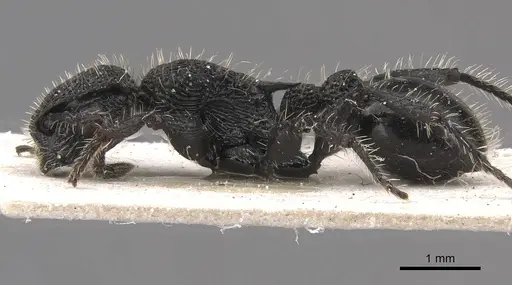 Procryptocerus batesi specimen CASENT0909242 image casent0909242_3