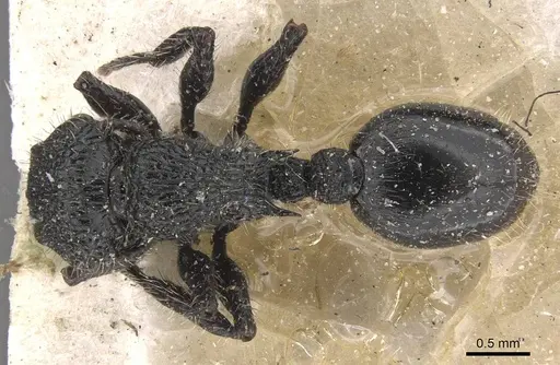 Procryptocerus batesi specimen CASENT0909244 image casent0909244_1