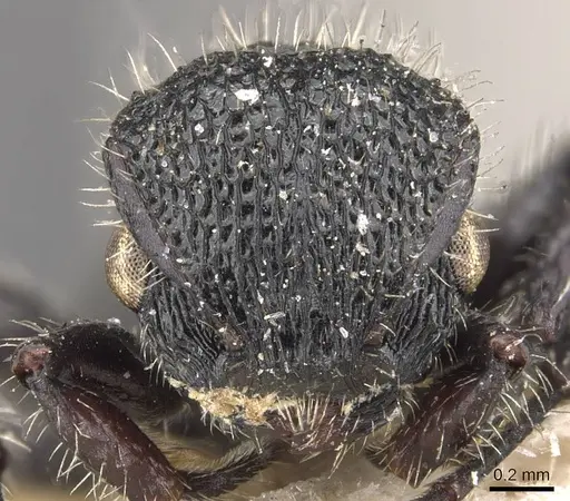 Procryptocerus batesi specimen CASENT0909244 image casent0909244_2