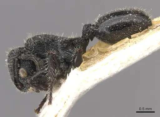 Procryptocerus batesi specimen CASENT0909244 image casent0909244_3