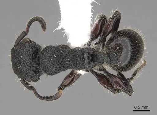 Procryptocerus batesi specimen CASENT0922617 image casent0922617_1