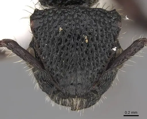 Procryptocerus batesi specimen CASENT0922617 image casent0922617_2