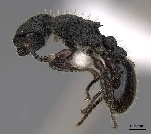 Procryptocerus batesi specimen CASENT0922617 image casent0922617_3