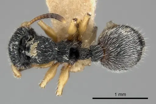 Procryptocerus belti specimen CASENT0217915 image casent0217915_1