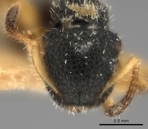 Procryptocerus belti specimen CASENT0217915 image casent0217915_2