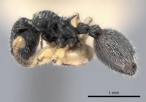 Procryptocerus belti specimen CASENT0217915 image casent0217915_3