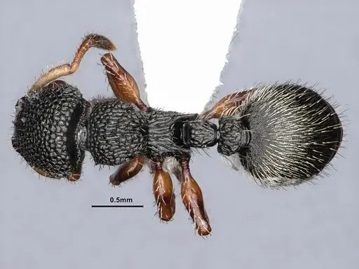 Procryptocerus belti specimen CASENT0884228 image casent0884228_1