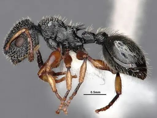 Procryptocerus belti specimen CASENT0884228 image casent0884228_3
