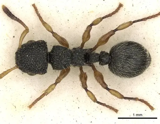 Procryptocerus belti specimen CASENT0900227 image casent0900227_1