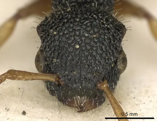 Procryptocerus belti specimen CASENT0900227 image casent0900227_2