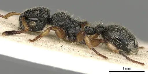 Procryptocerus belti specimen CASENT0900227 image casent0900227_3